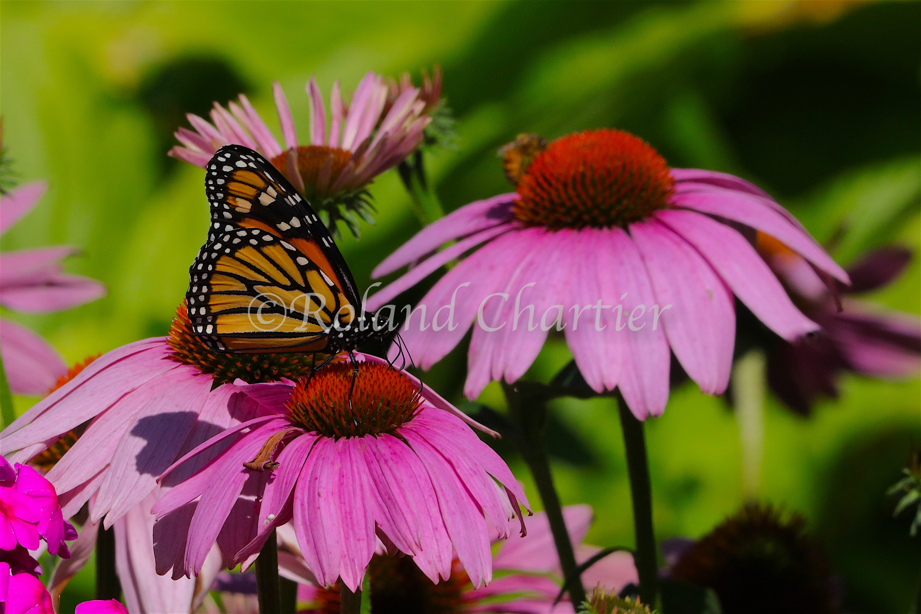 Monarch butterfly on a flower with wings closed.